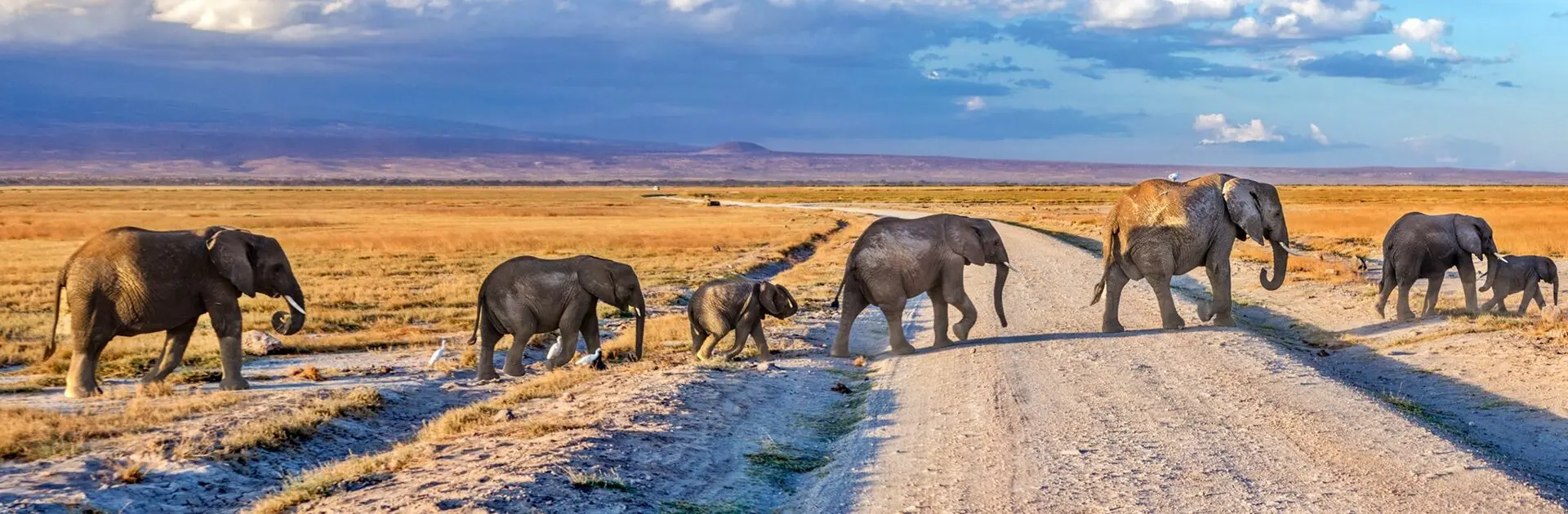 Elephant Safari